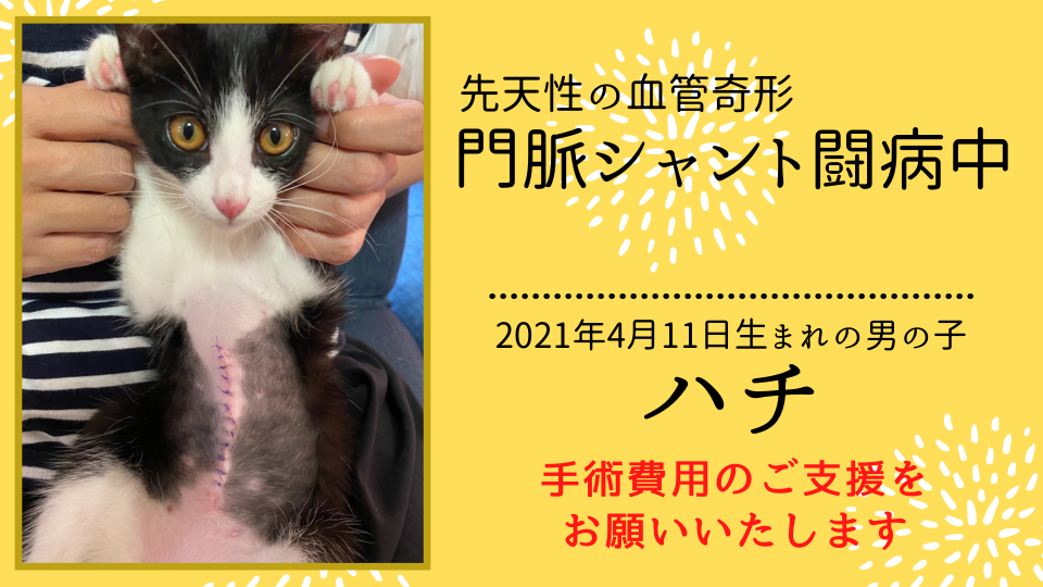 手術費支援のお願い】先天性の血管奇形『門脈体循環シャント』の愛猫 