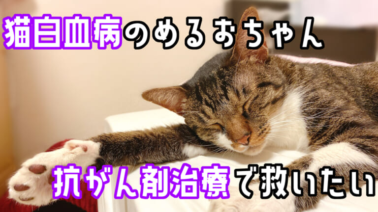 クラウドファンディング 🐾 あにファン