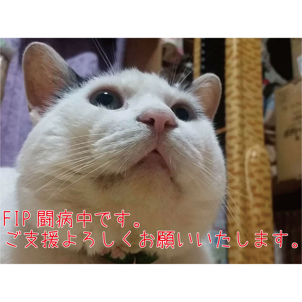 Fipを発症した保護猫ゾッチの治療にご支援お願いいたします あにファン