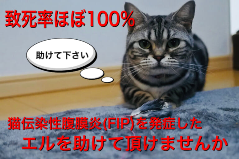 致死率ほぼ100%【猫伝染性腹膜炎(FIP)】を発症してしまった愛猫エルにご支援をお願い致します