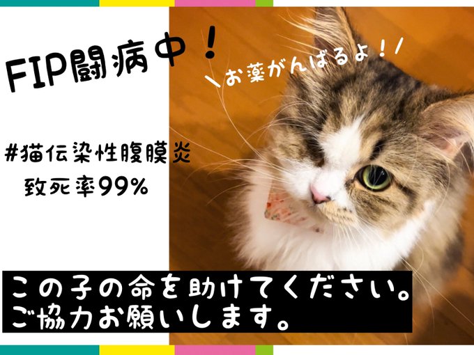 【ブリーダー崩壊】片目の保護猫「ぴすちゃん」のFIP治療に、ご支援ご協力をお願い致します！