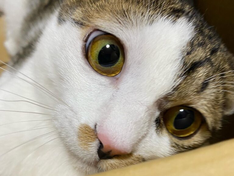『FIP（猫伝染性腹膜炎）』を発症した、ぷっちょの治療継続のため、ご支援ご協力をお願いします‼️