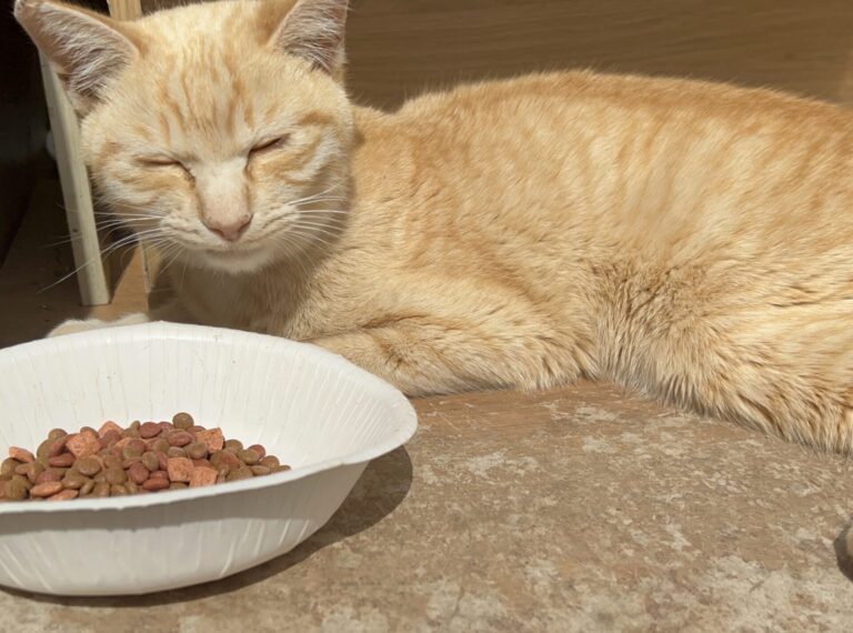 難病のFIP（猫伝染性腹膜炎）を発症した飼い主のいない地域猫のゼンちゃんを助けたいです！