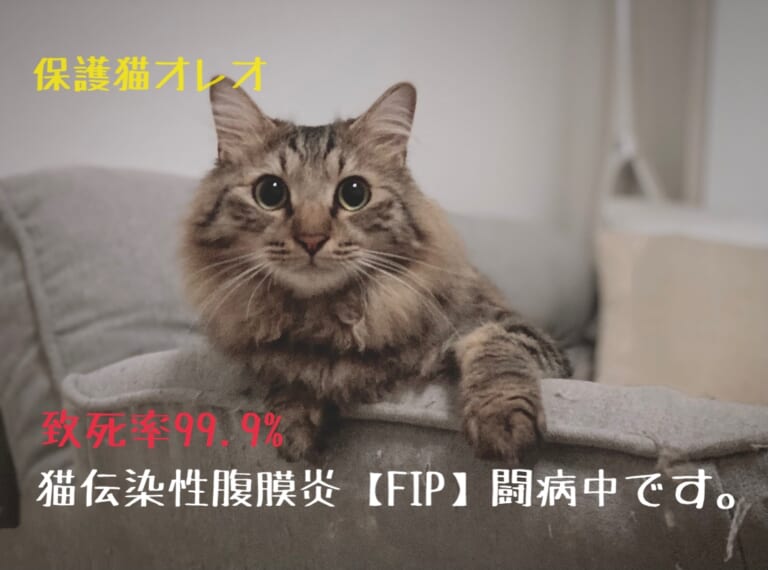 【致死率ほぼ100%の難病】保護猫オレオのFIP治療にお力をお貸しください。
