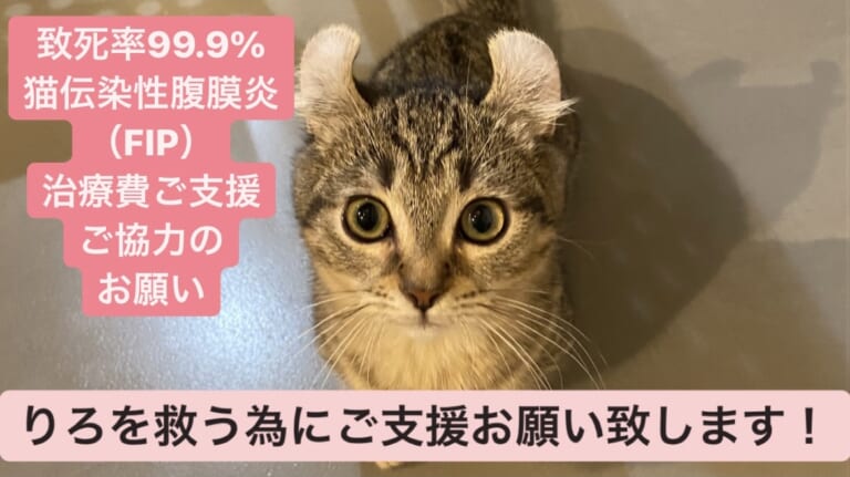 難病FIP(猫伝染性腹膜炎)闘病中、子猫りろ治療のためご支援ご協力をお願いします！！