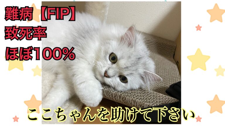 猫伝染性腹膜炎(FIP)致死率ほぼ100%。ここちゃんの命を守りたいです。どうか力を貸して下さい。