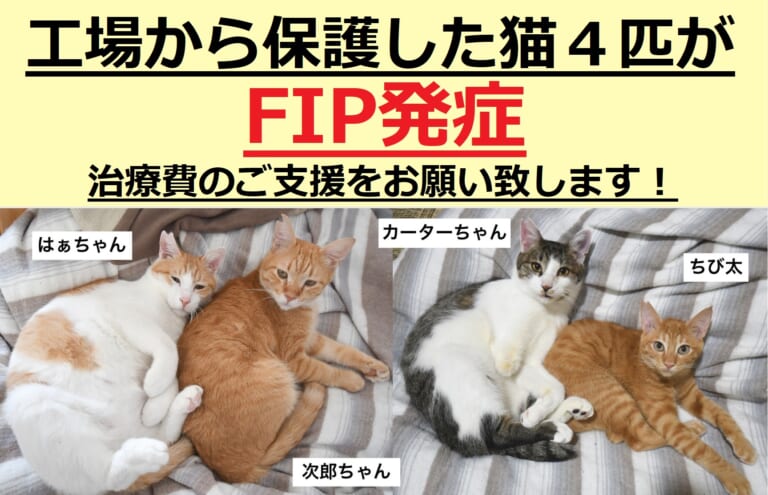 【4匹FIP発症】工場から保護した猫たちに、治療費のご支援をお願い致します！