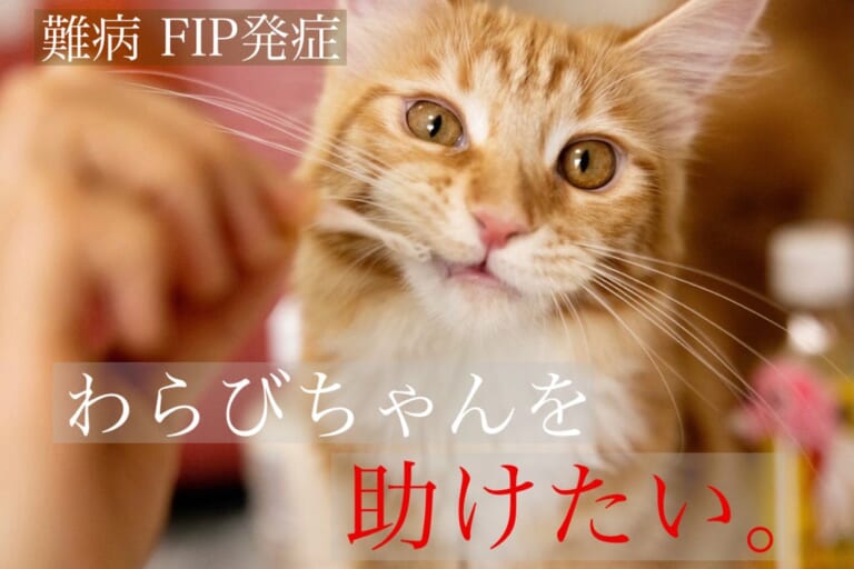【致死率ほぼ100％】の猫伝染症腹膜炎（FIP）からわらびを助けたい！！！ご支援ご協力お願いします。