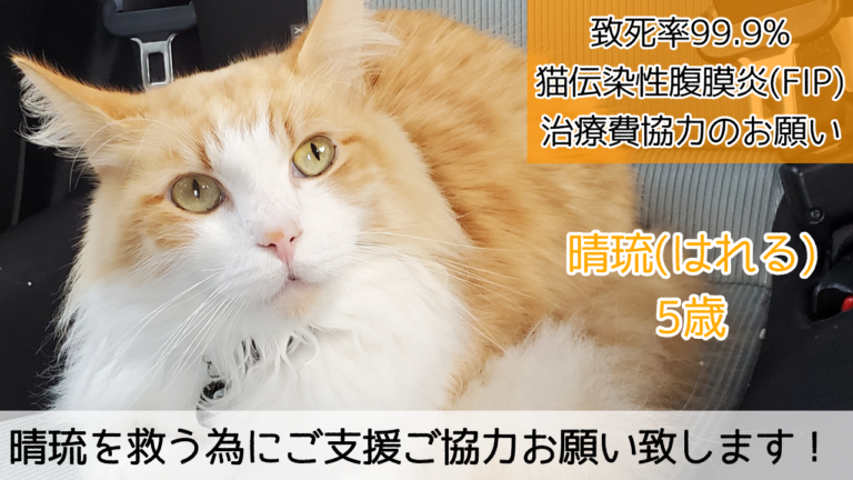 FIP(猫伝染性腹膜炎)を発症した晴琉の治療にご支援お願いいたします